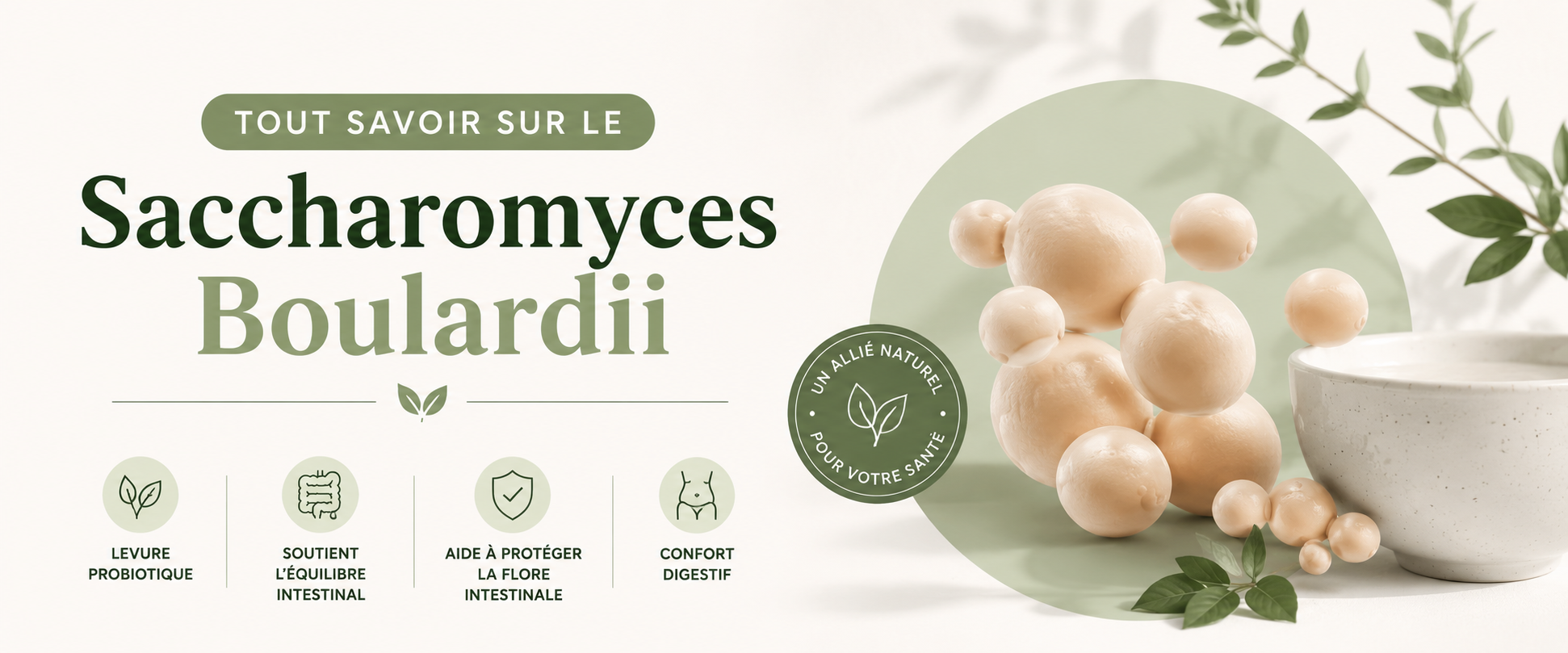 crée une cover pour mon prochain article : Tout savoir sur le Saccharomyces Boulardii